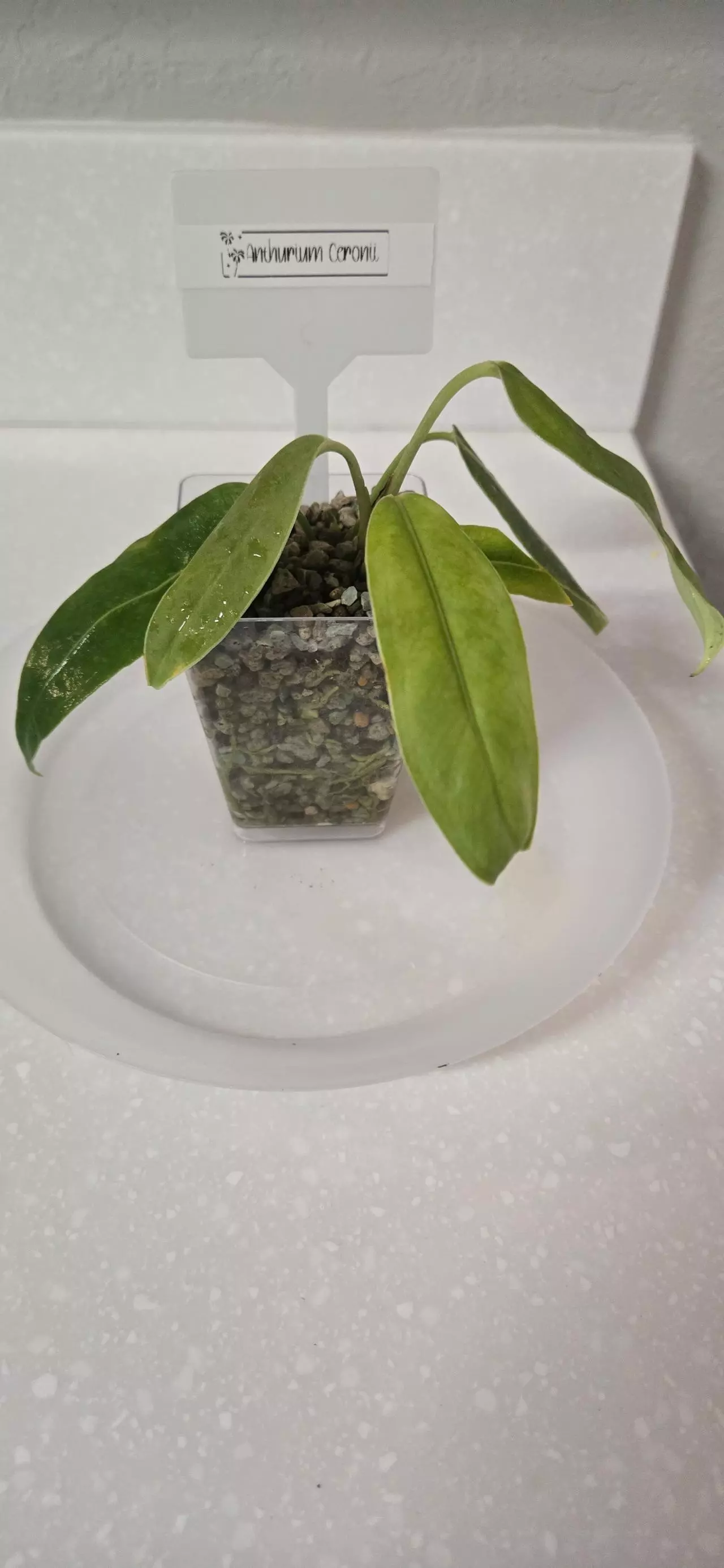 plant/Anthurium Ceroni-1