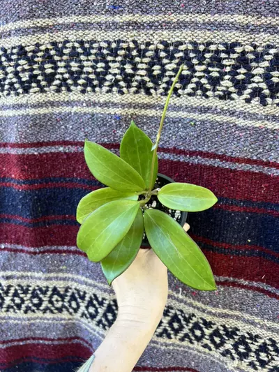 plant/hoya KDG100-0-thumbnail