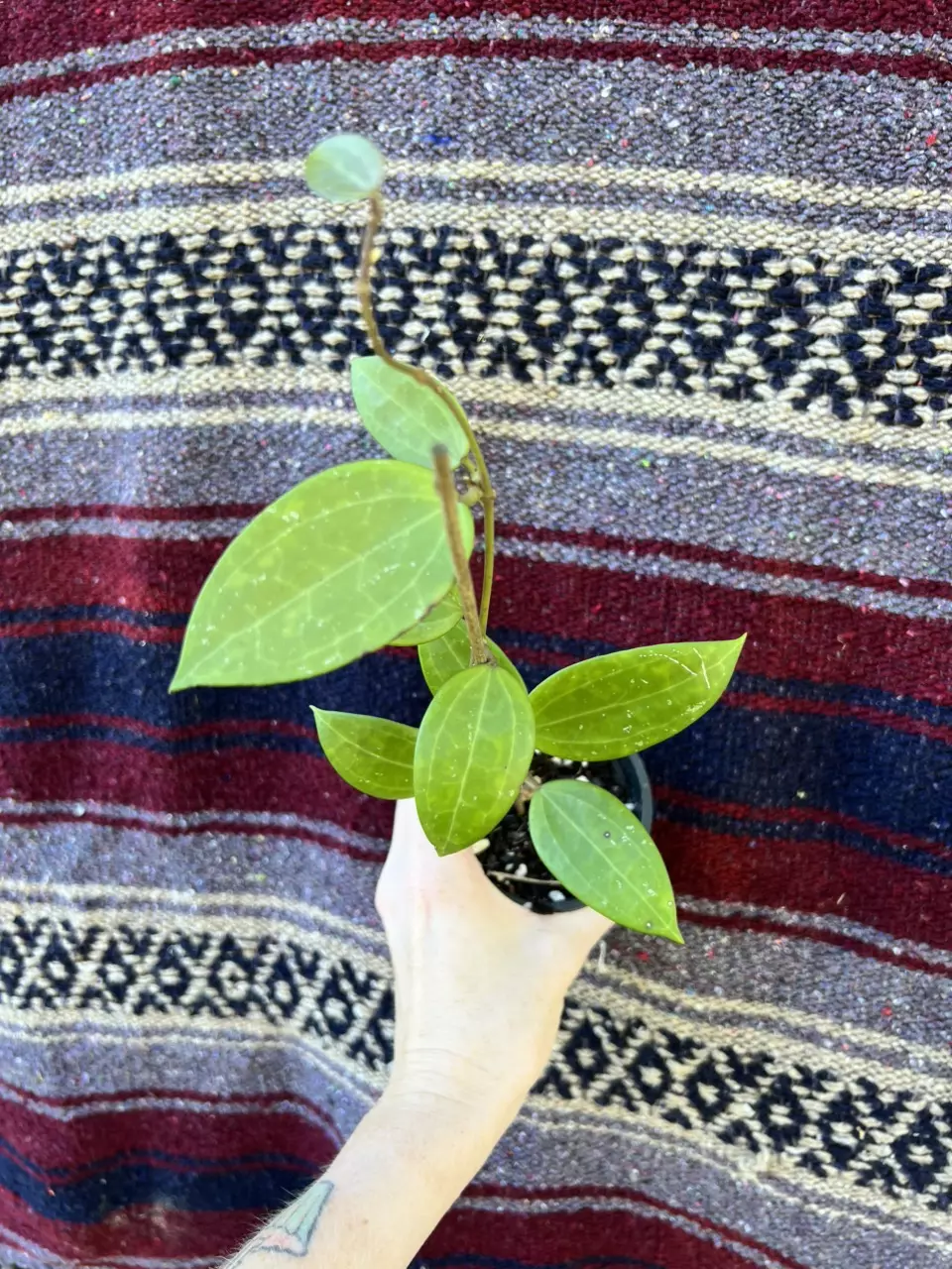 plant/hoya hanhiae (pink) - overgrown-0
