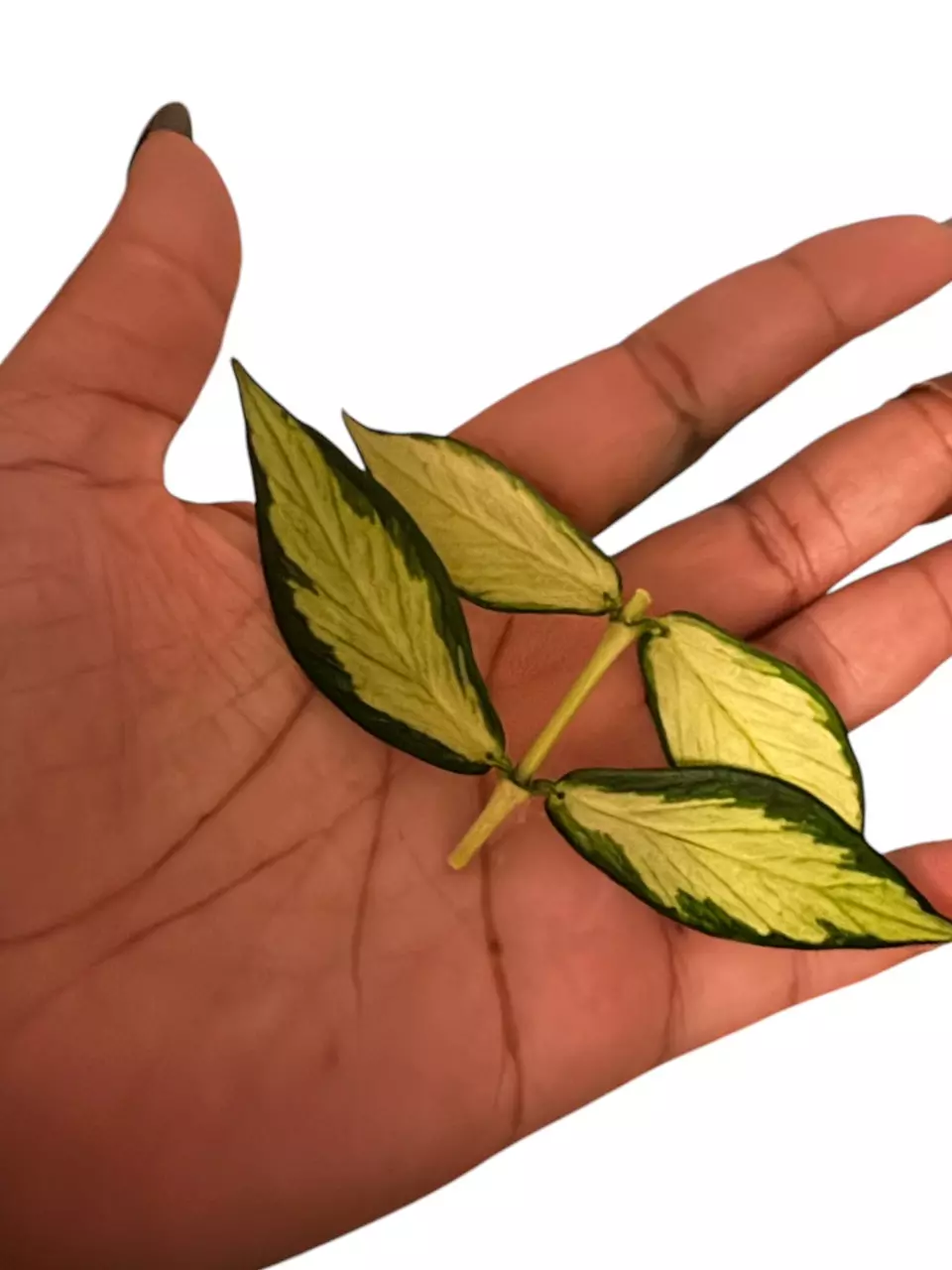 plant/Hoya Polyneura Inner Variegated cutting -RESERVED-0