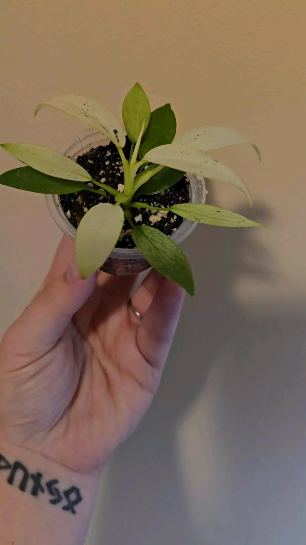 plant/Whipple Way Philodendron-1