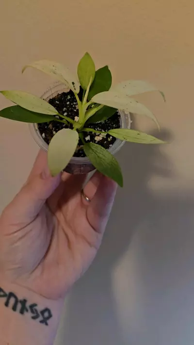 plant/Whipple Way Philodendron-1-thumbnail