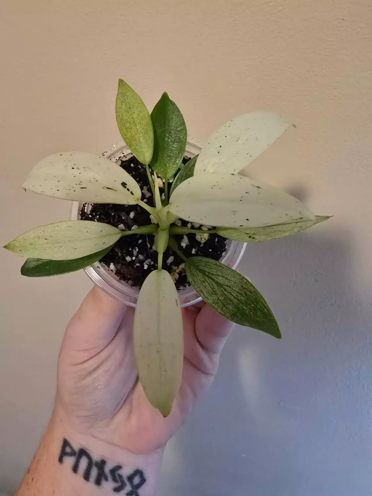 plant/Whipple Way Philodendron-0