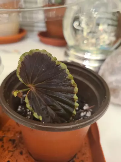 plant/Begonia Darthvaderiana (green spot)-0-thumbnail