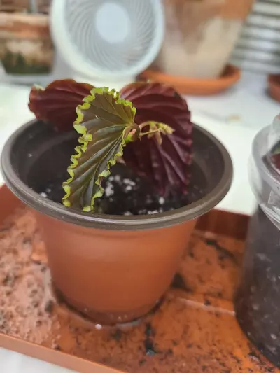 plant/Begonia darthvaderiana (green spot)-0-thumbnail