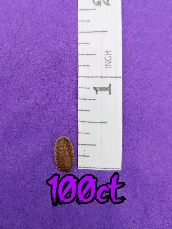 plant/100ct 1/4" dubia roaches-0