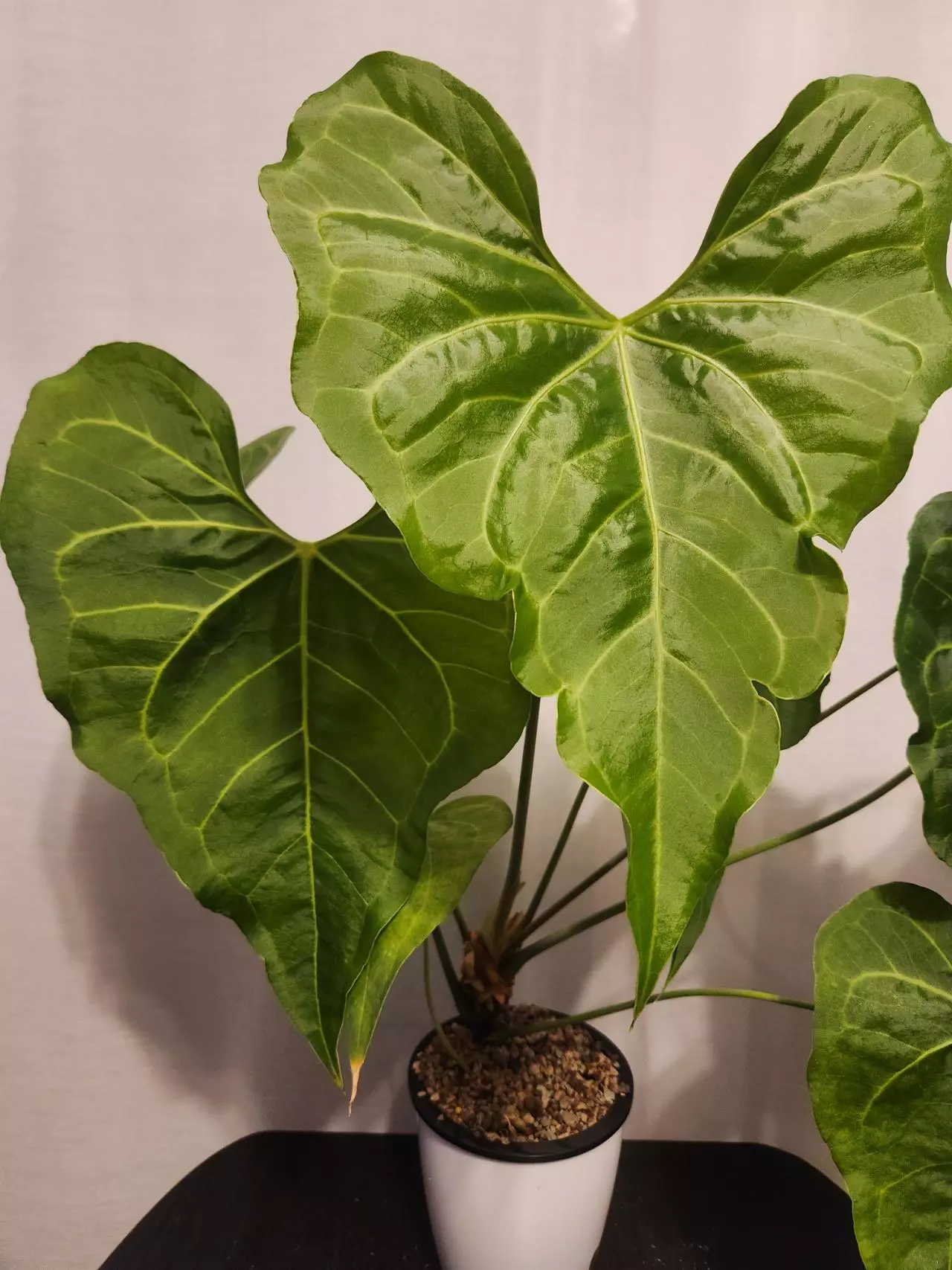 plant/Anthurium Clarinervium Sport NOID wavy leaves in pon-1