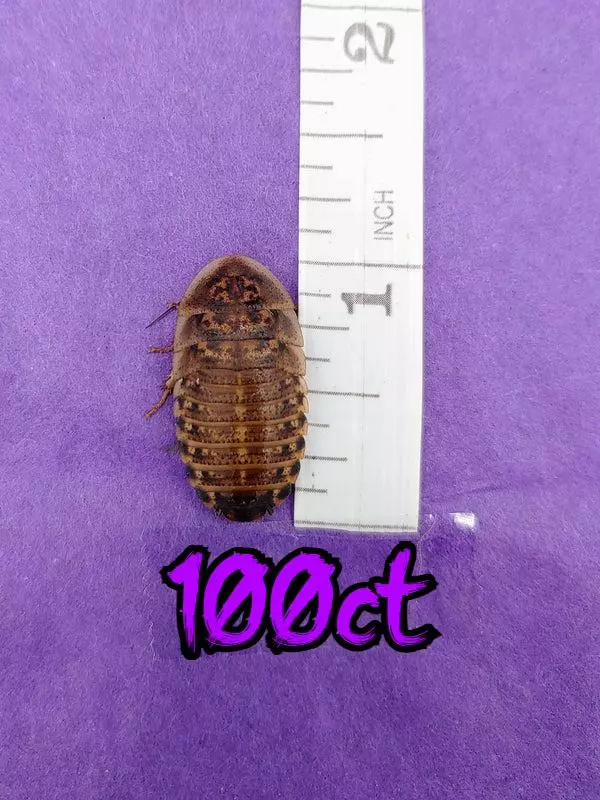 plant/100ct 1" dubia roaches-0