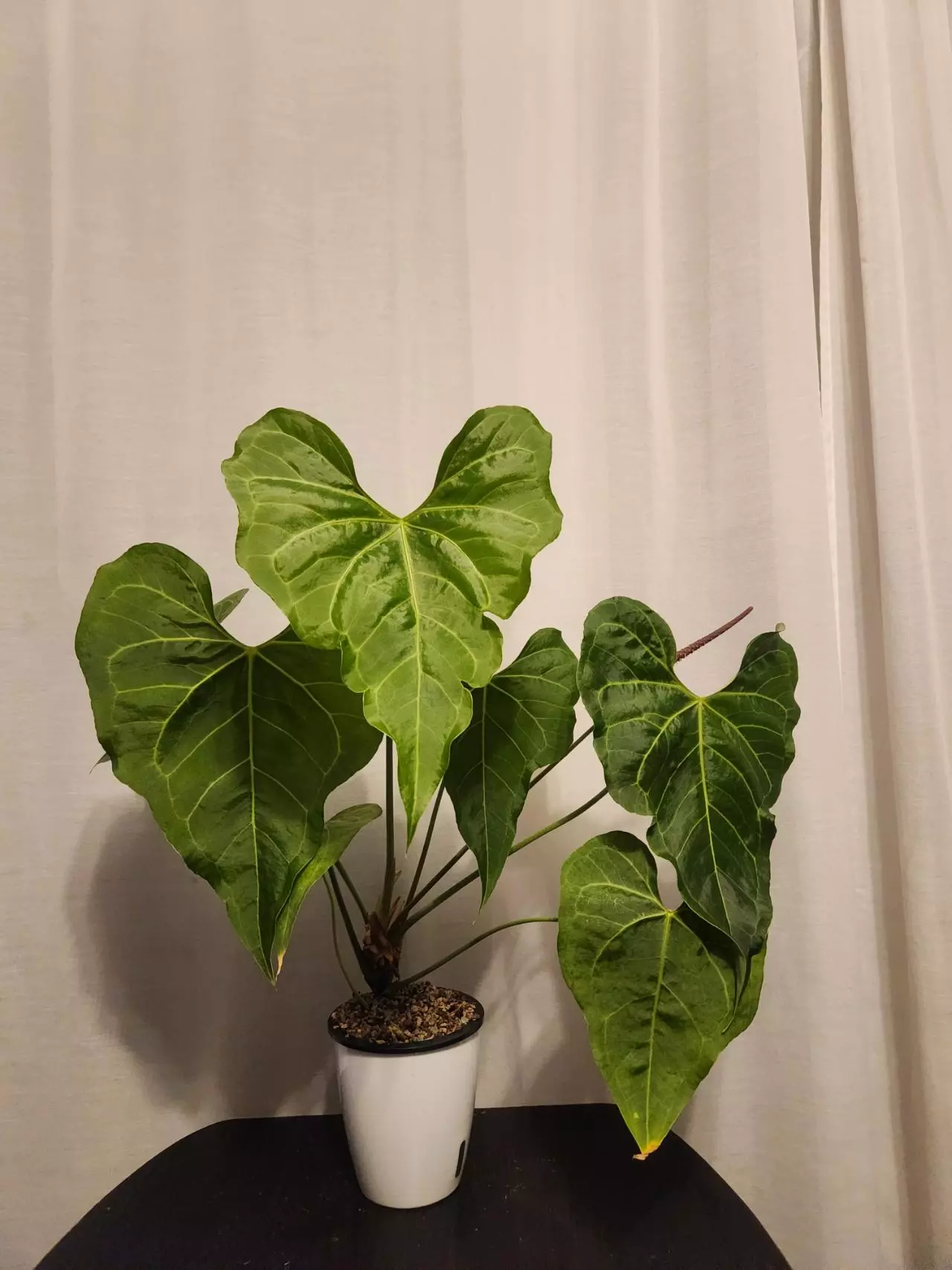 plant/Anthurium Clarinervium Sport NOID wavy leaves in pon-0