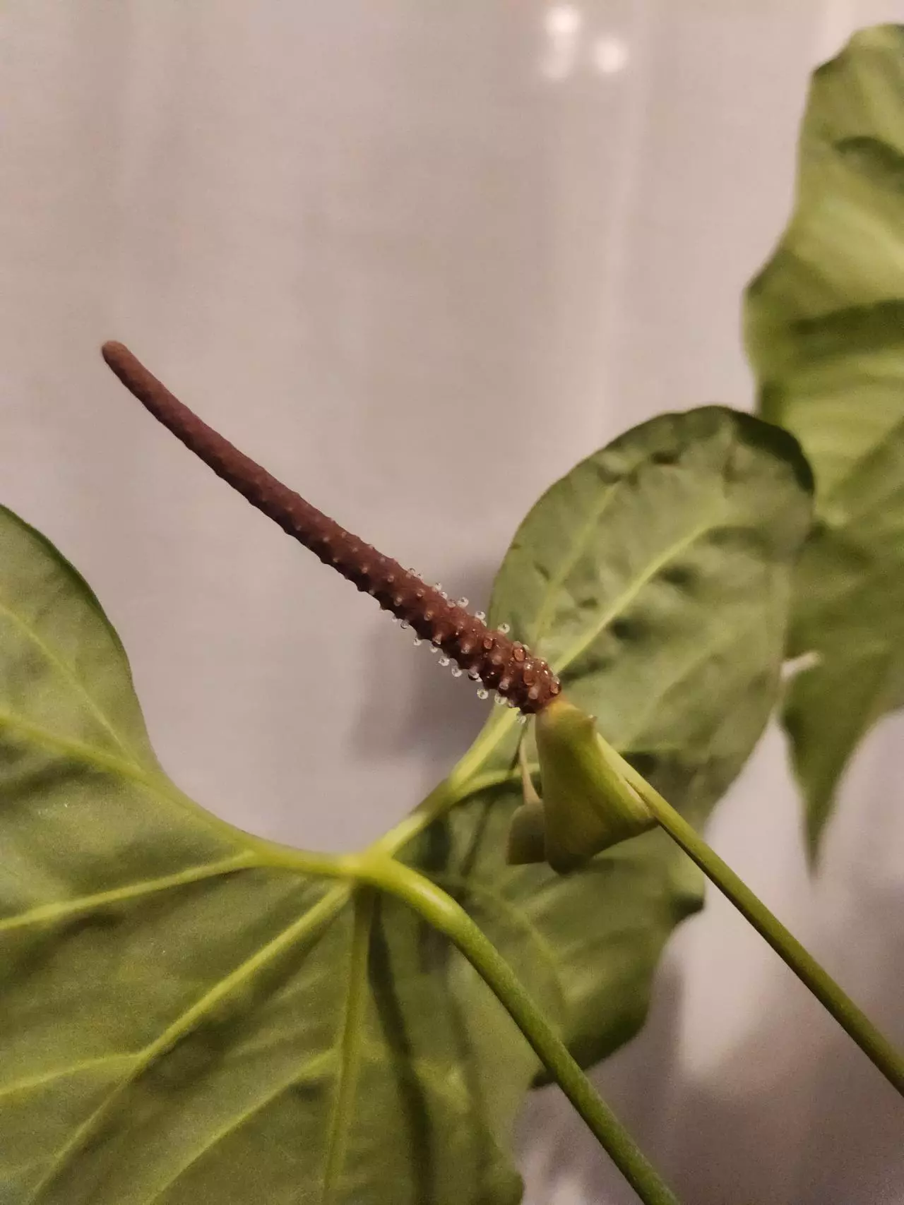 plant/Anthurium Clarinervium Sport NOID wavy leaves in pon-5