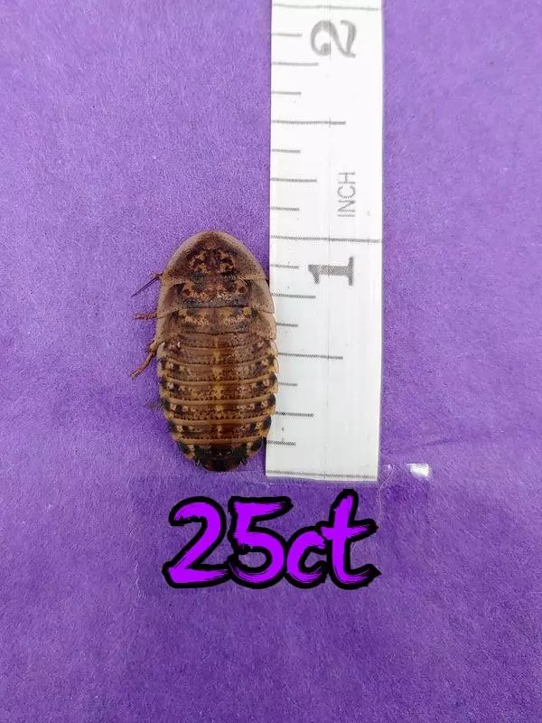 plant/25ct 1" dubia roaches-0