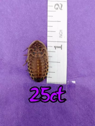 plant/25ct 1" dubia roaches-0-thumbnail