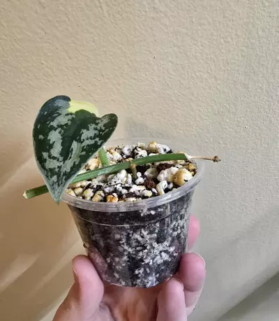 plant/Scindapsus Mayari-0-thumbnail