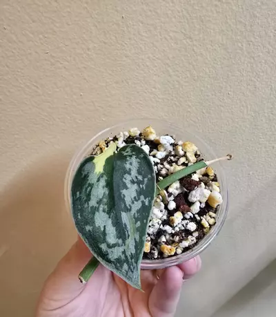 plant/Scindapsus Mayari-1-thumbnail