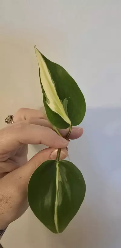 plant/Cream Splash-0-thumbnail