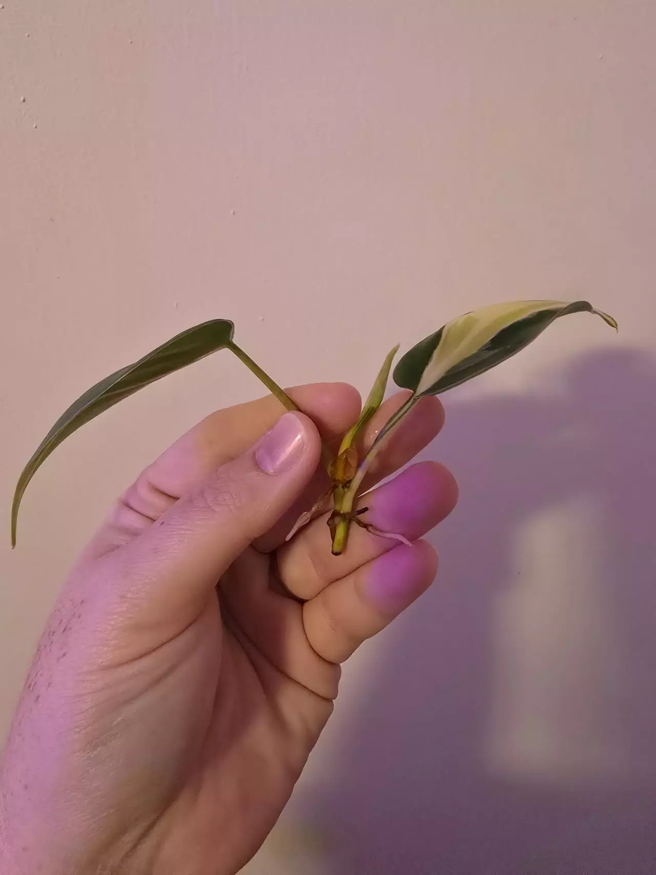 plant/Cream Splash-1