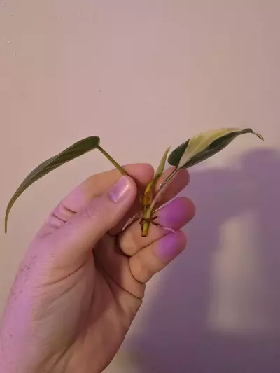 plant/Cream Splash-1-thumbnail