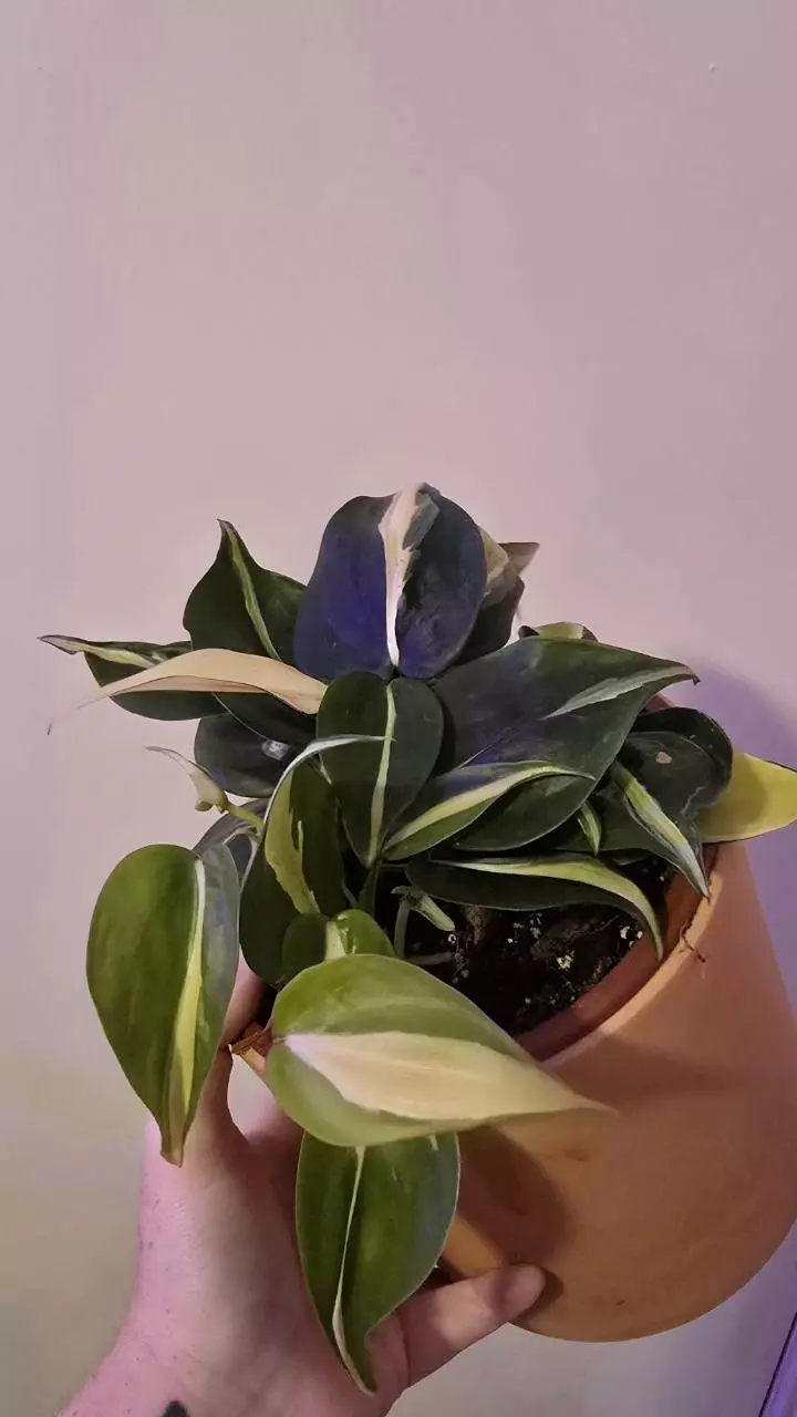 plant/Cream Splash-2