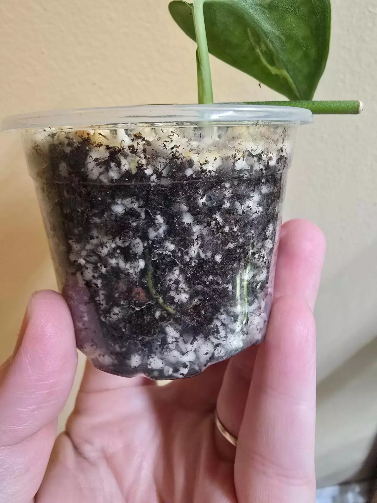 plant/Scindapsus Mayari-2