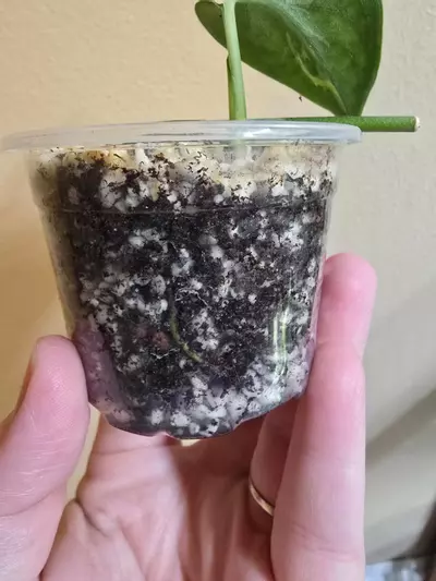 plant/Scindapsus Mayari-2-thumbnail