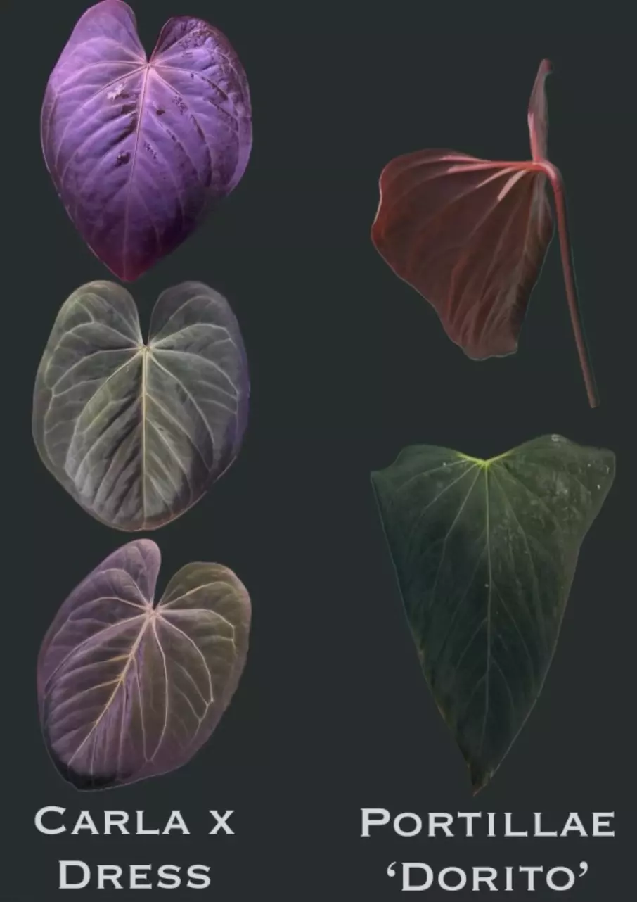plant/Carla/Dress X Dorito Port Seedlings (Growers Choice)-2