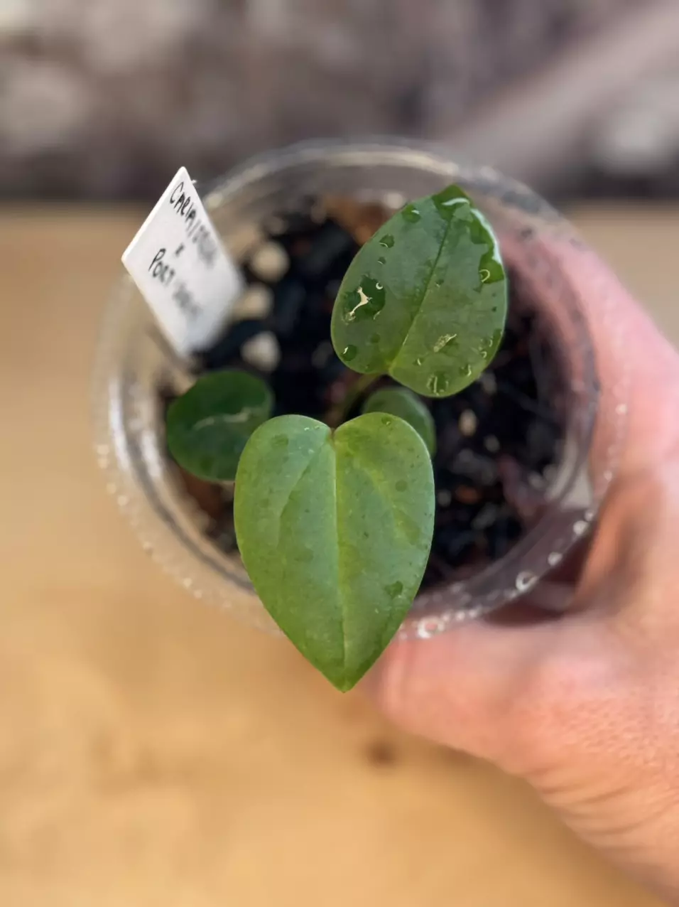 plant/Carla/Dress X Dorito Port Seedlings (Growers Choice)-1
