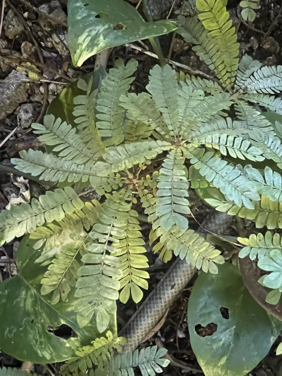 plant/Biophytum sensitivum  10 plant lot ( wholesale bulk only )-1