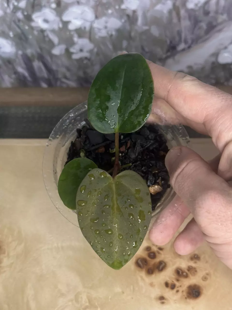 plant/Carla/Dress X Dorito Port Seedlings (Growers Choice)-0