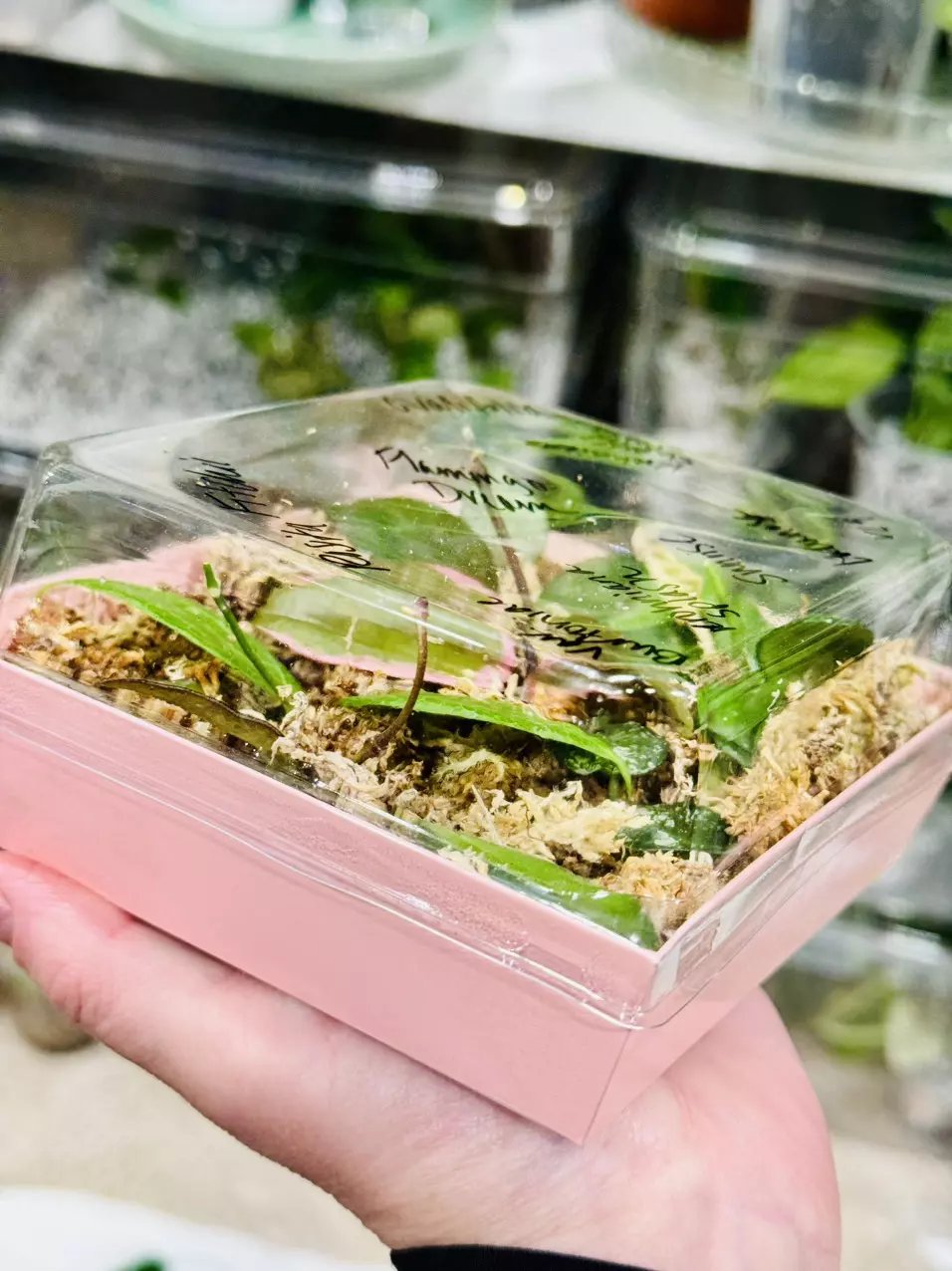 plant/Hoya Mystery Bundle of 10 Cuttings-usually fits in 2 of these pink boxes🖤-1