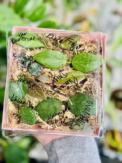plant/Hoya Mystery Bundle of 10 Cuttings-usually fits in 2 of these pink boxes🖤-0-thumbnail