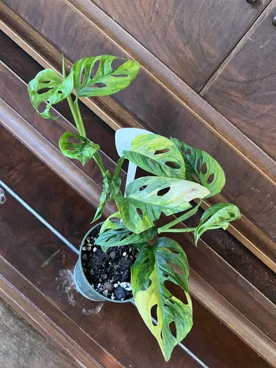 plant/Monstera adansonii aurea-4-thumbnail