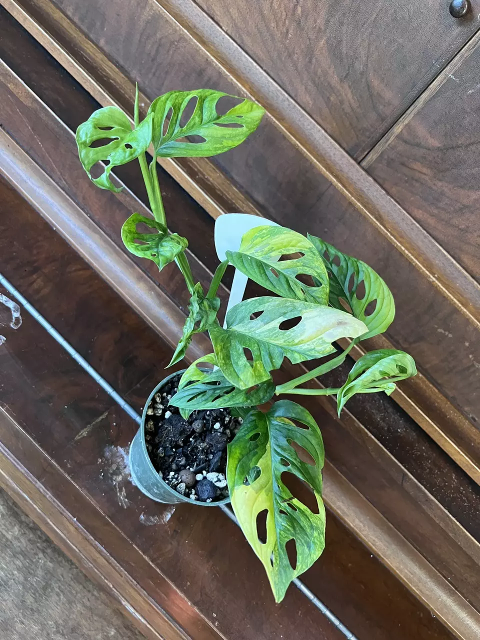 plant/Monstera adansonii aurea-5