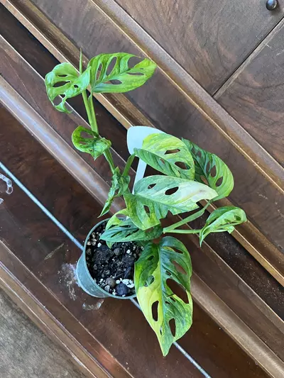 plant/Monstera adansonii aurea-5-thumbnail