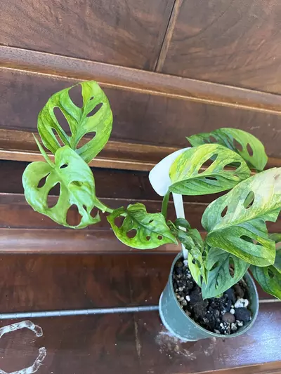 plant/Monstera adansonii aurea-2-thumbnail