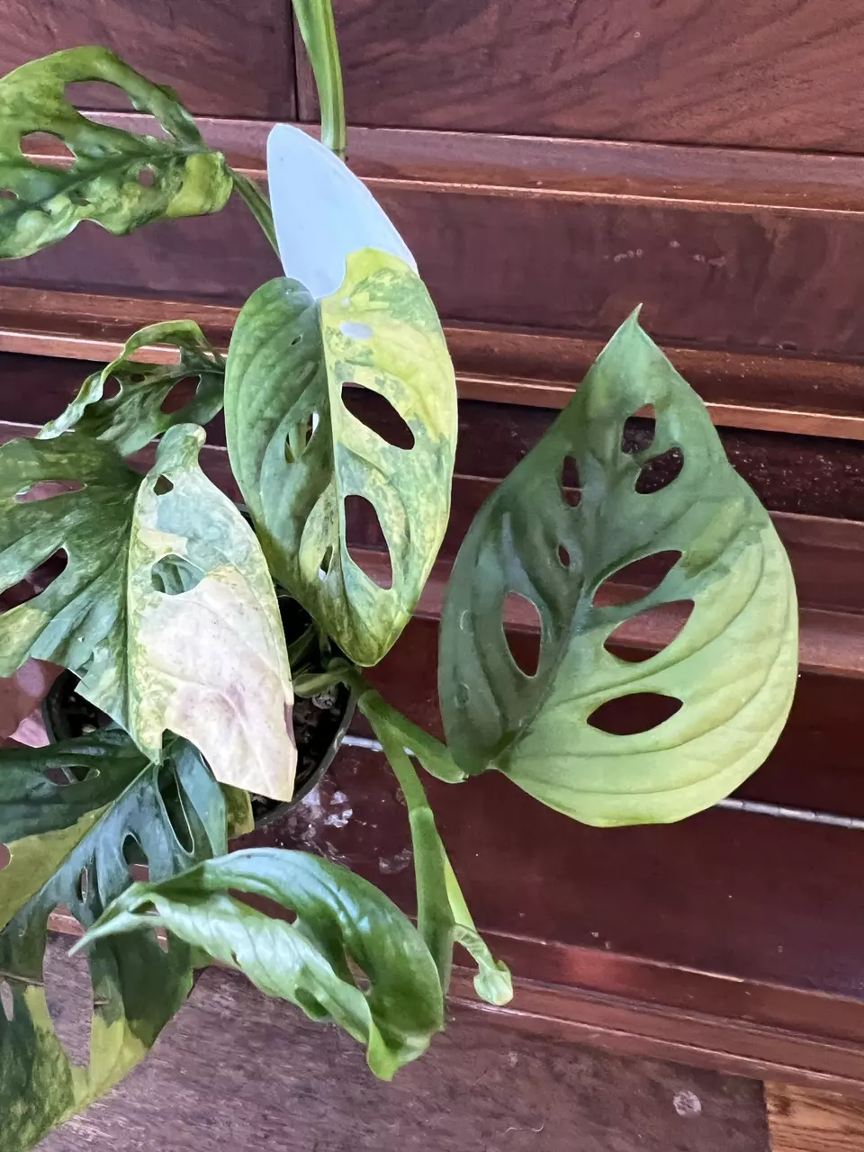 plant/Monstera adansonii aurea-1