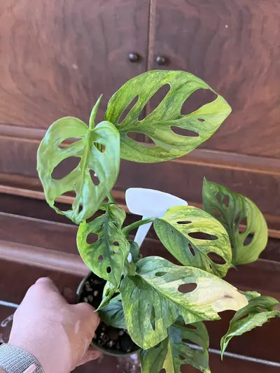 plant/Monstera adansonii aurea-0-thumbnail