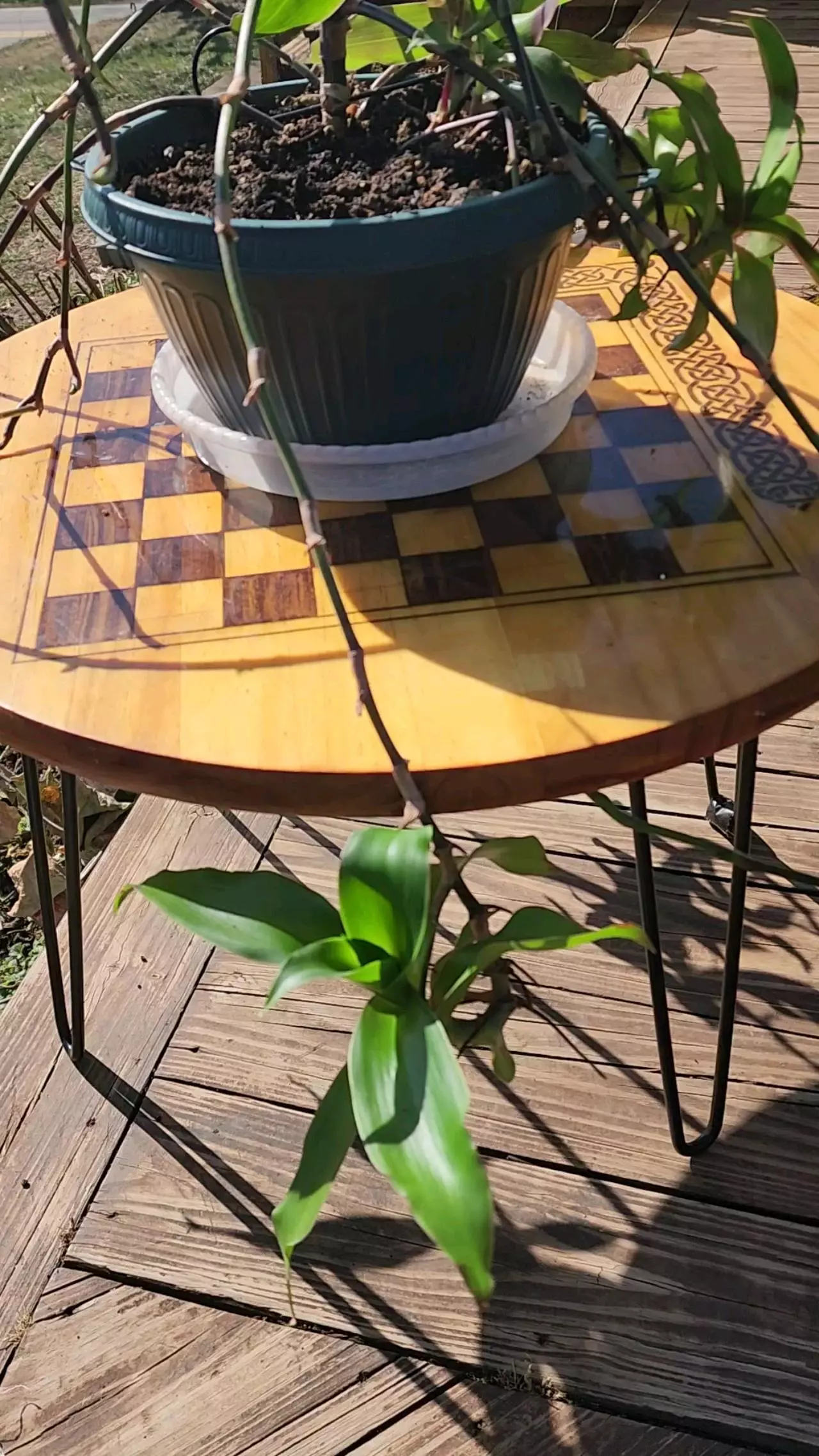 plant/Purple Octopus plant pups, callisia fragrans, Basket plant, false Bromeliad-1