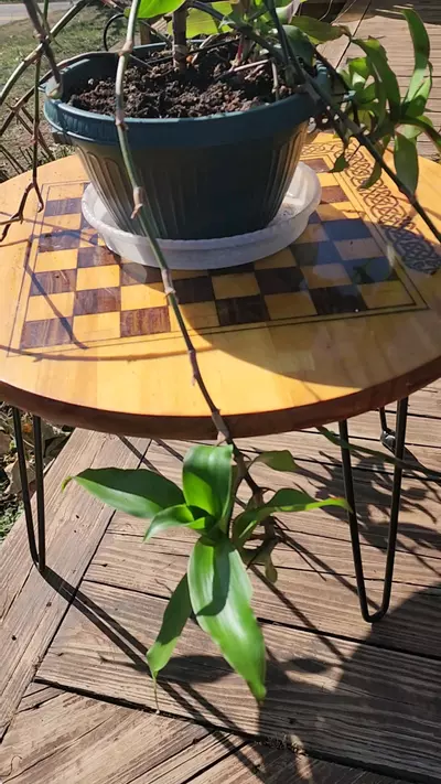 plant/Purple Octopus plant pups, callisia fragrans, Basket plant, false Bromeliad-1-thumbnail