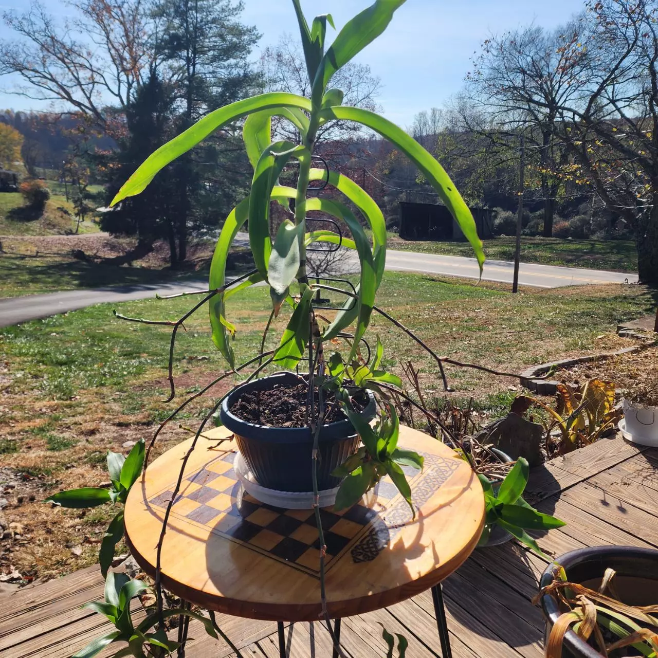 plant/Purple Octopus plant pups, callisia fragrans, Basket plant, false Bromeliad-2