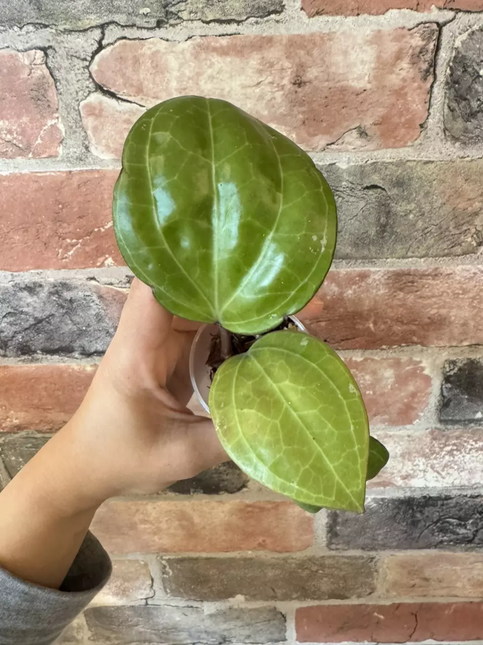 plant/Hoya Sarawak-0
