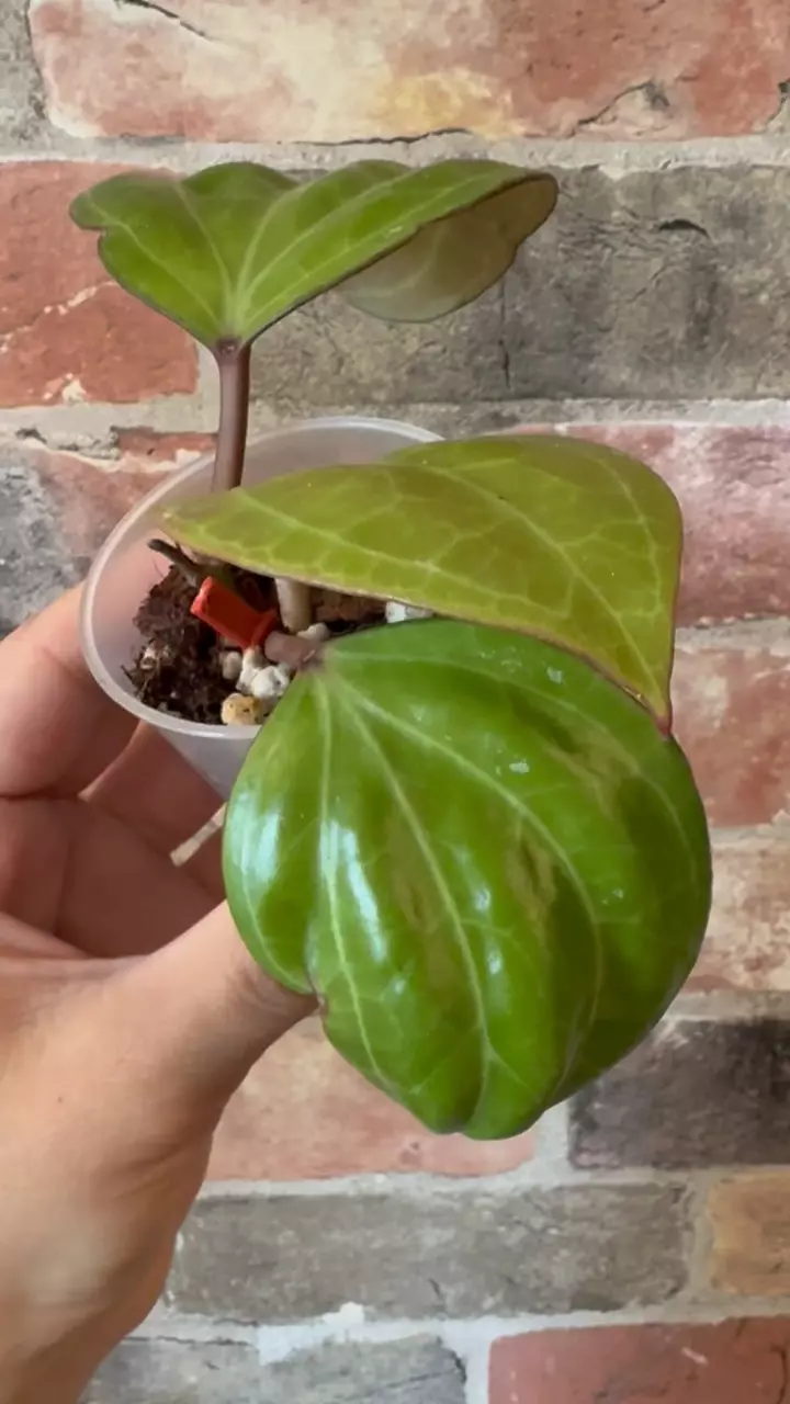 plant/Hoya Sarawak-1