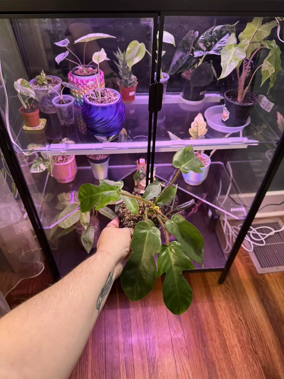 plant/Squamiferium Philodendron-0
