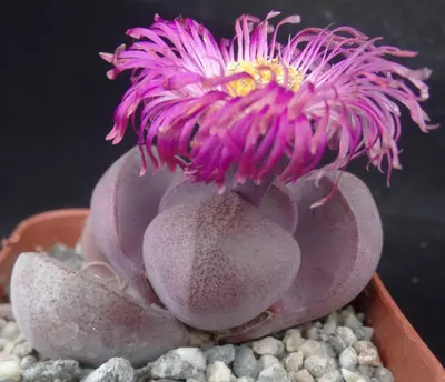 plant/Pleiospilos nelii Royal Flush-0-thumbnail