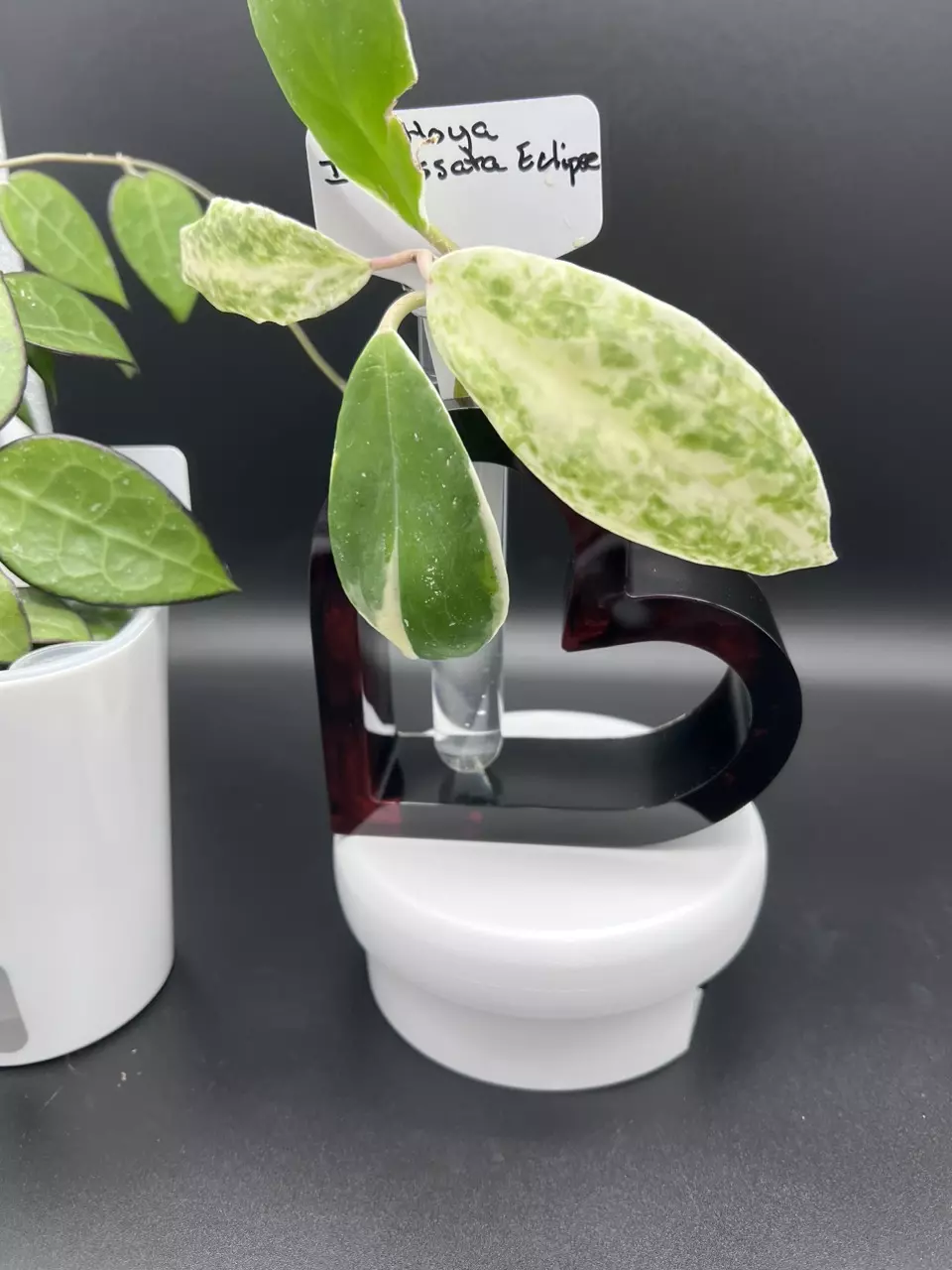 plant/Handmade Resin Propagation Station-3