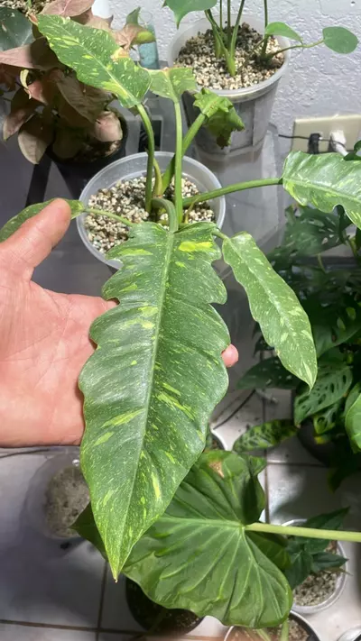 plant/Philodendron Ring Of Fire 🔥-0-thumbnail