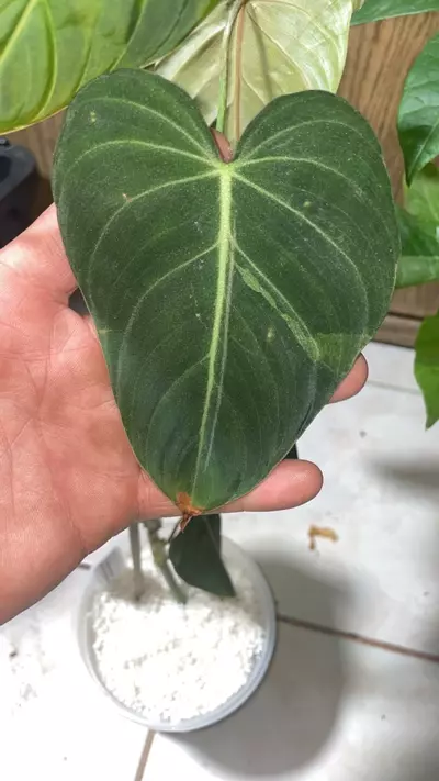 plant/Philodendron Glorious Sport Variegated-0-thumbnail