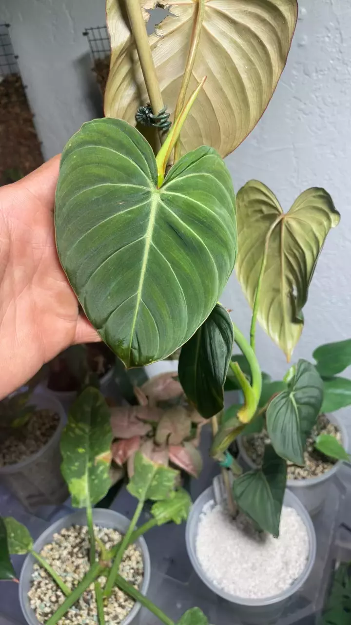 plant/Philodendron Glorious Sport Variegated-1