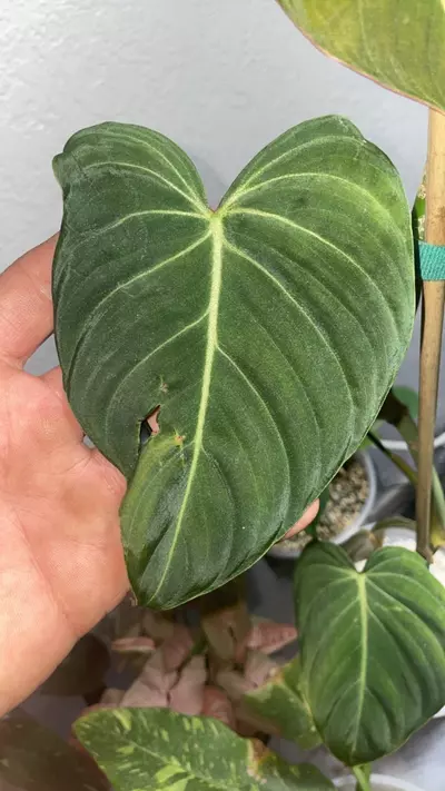 plant/Philodendron Glorious Sport Variegated-3-thumbnail