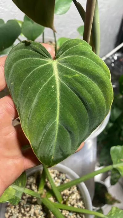 plant/Philodendron Glorious Sport Variegated-2-thumbnail