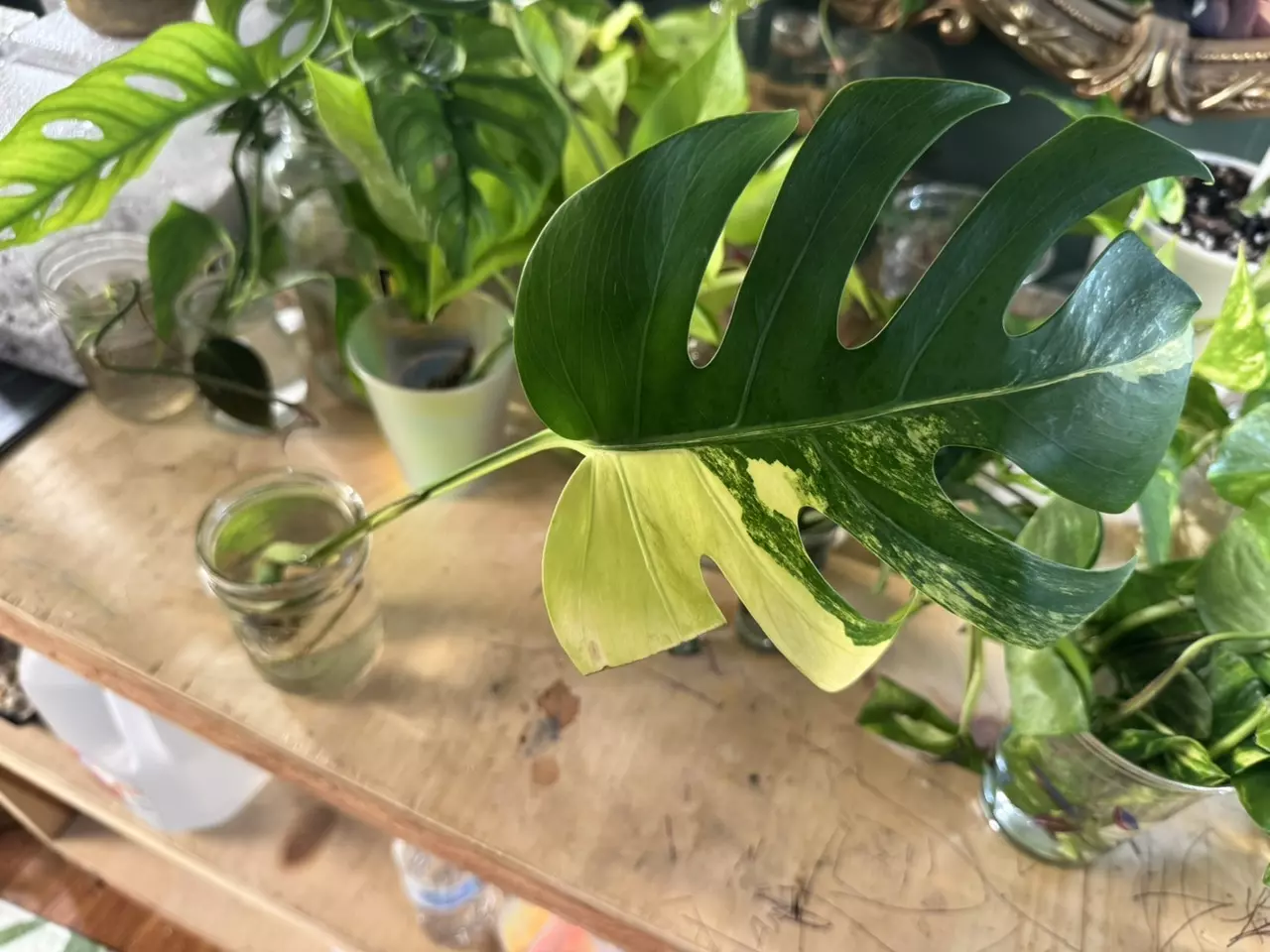 plant/Monstera Aurea B. MID CUT - long aerial root-1